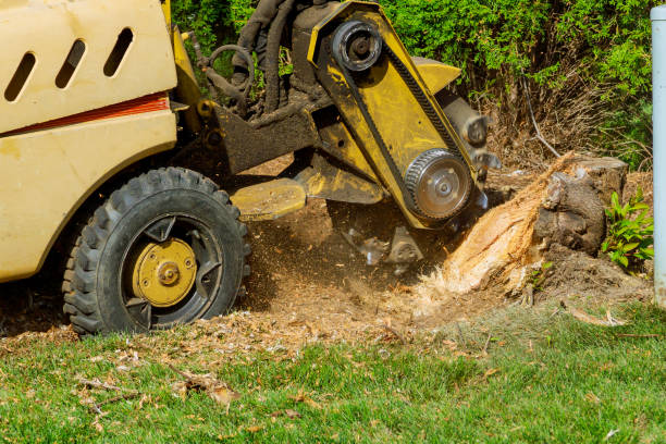 Shorewood Hills, WI Tree Care Services Company